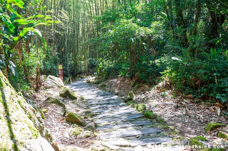 阿里山迷糊步道&樂米吊橋（竹林美景平緩好走好拍的親子步道）