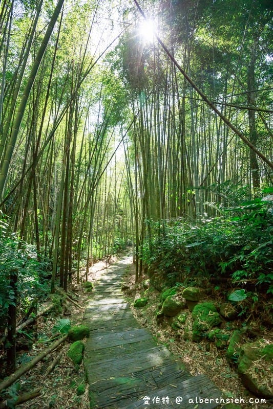 阿里山迷糊步道&樂米吊橋（竹林美景平緩好走好拍的親子步道）