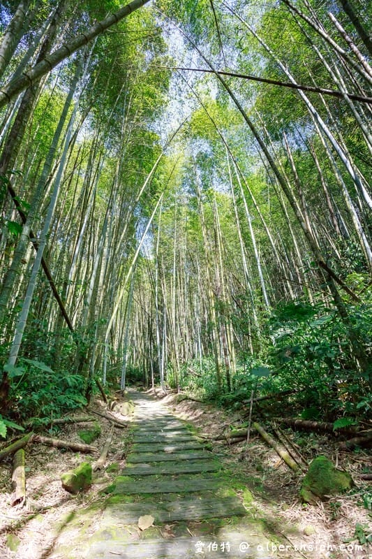 阿里山迷糊步道&樂米吊橋（竹林美景平緩好走好拍的親子步道）