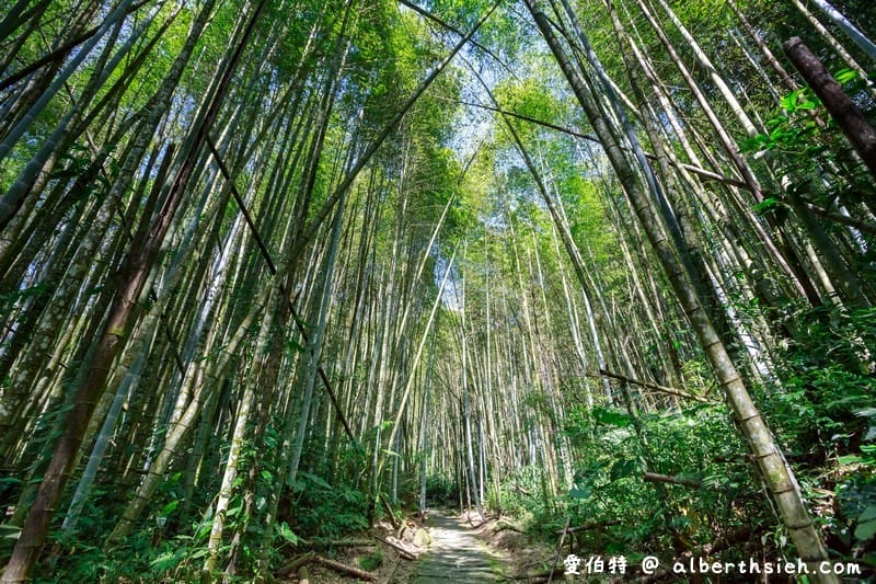 阿里山迷糊步道&樂米吊橋（竹林美景平緩好走好拍的親子步道）