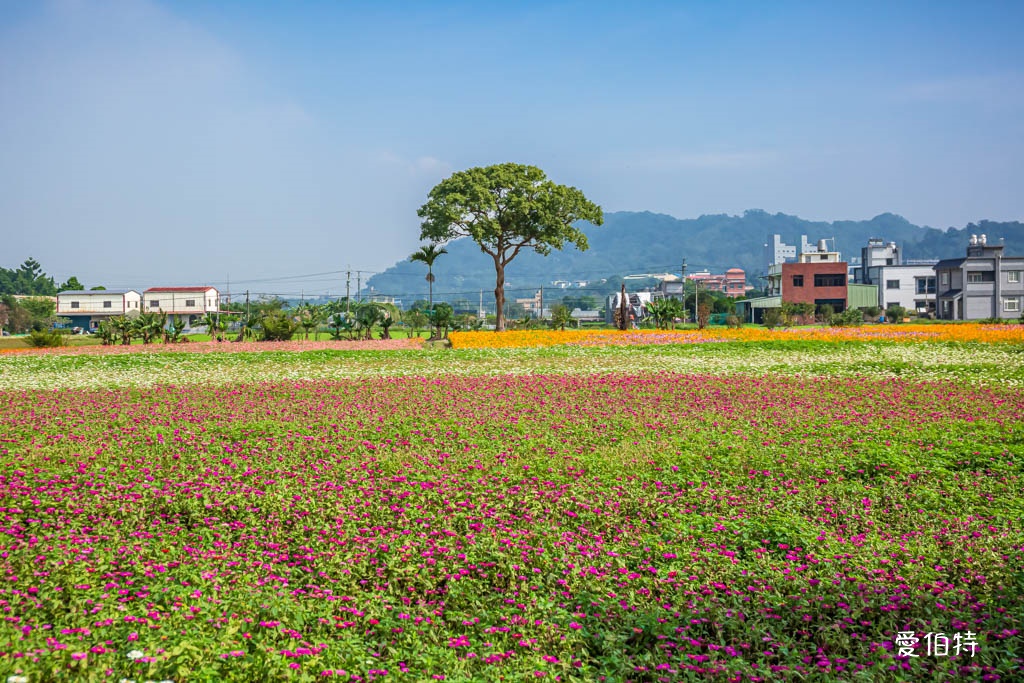 大溪花彩節2024大溪水岸花卉農遊（時間/交通接駁停車） @愛伯特