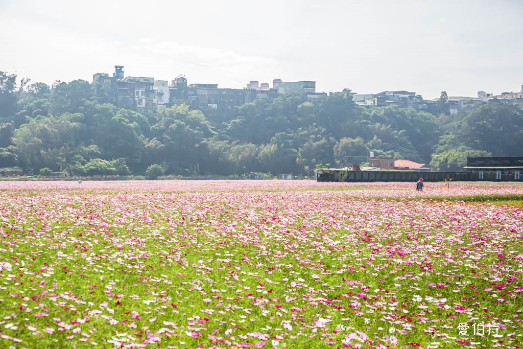 大溪花彩節2024大溪水岸花卉農遊(時間/交通接駁停車) @愛伯特