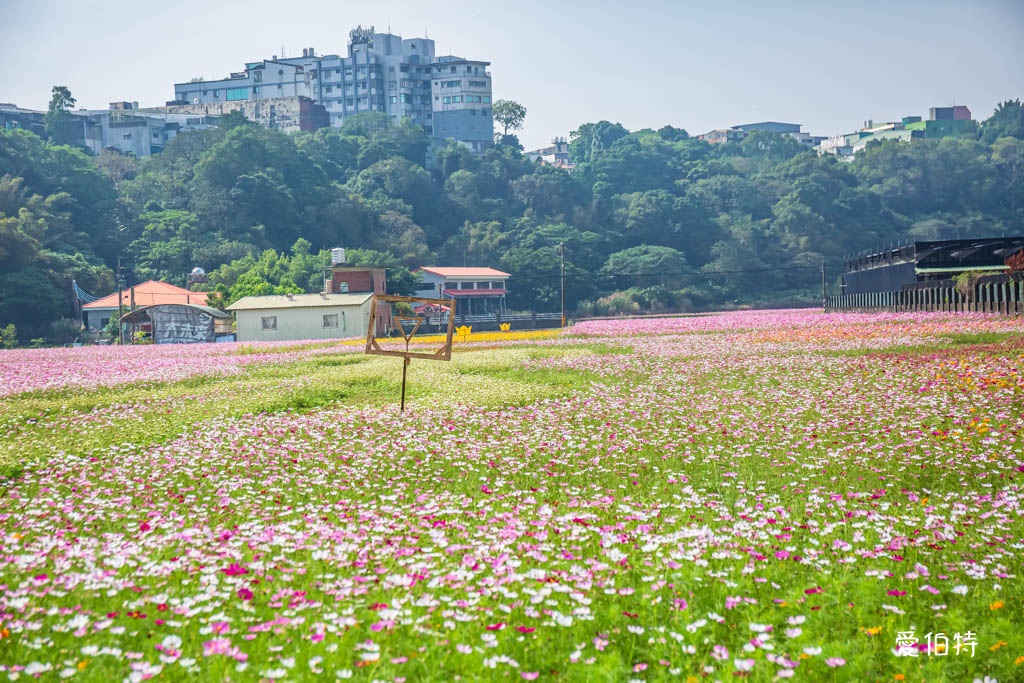 大溪花彩節2024大溪水岸花卉農遊（時間/交通接駁停車） @愛伯特