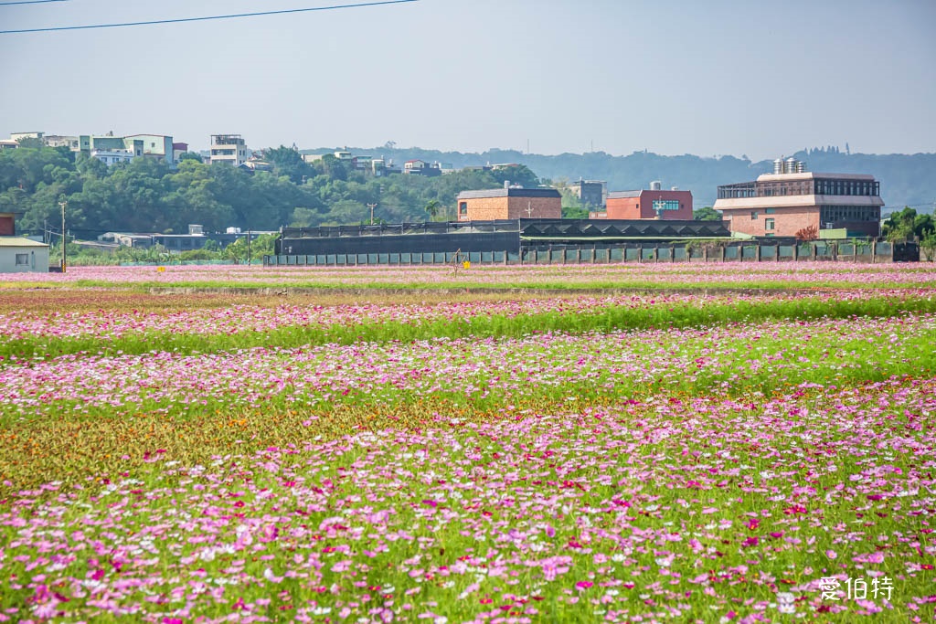 大溪花彩節2024大溪水岸花卉農遊(時間/交通接駁停車) @愛伯特
