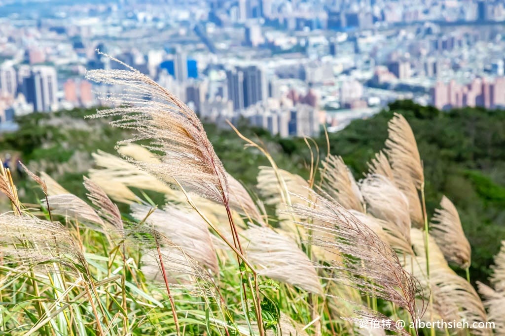 三角埔頂山(北部防災降雨雷達(樹林區))|整座山頭雪白芒草任你拍 - 第20張圖 三角埔頂山(北部防災降雨雷達(樹林區))|整座山頭雪白芒草任你拍