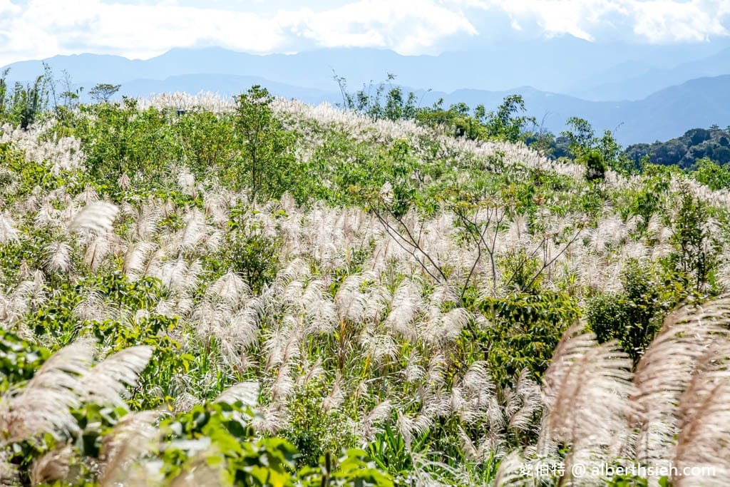三角埔頂山(北部防災降雨雷達(樹林區))|整座山頭雪白芒草任你拍 - 第31張圖 三角埔頂山(北部防災降雨雷達(樹林區))|整座山頭雪白芒草任你拍