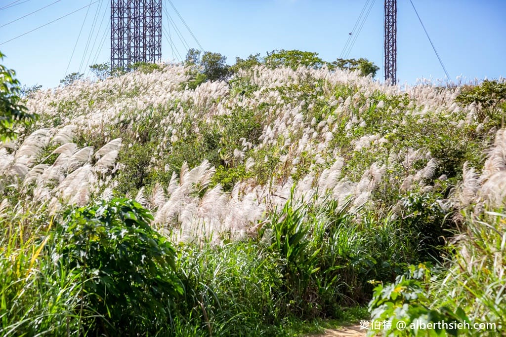 三角埔頂山(北部防災降雨雷達(樹林區))|整座山頭雪白芒草任你拍 - 第23張圖 三角埔頂山(北部防災降雨雷達(樹林區))|整座山頭雪白芒草任你拍