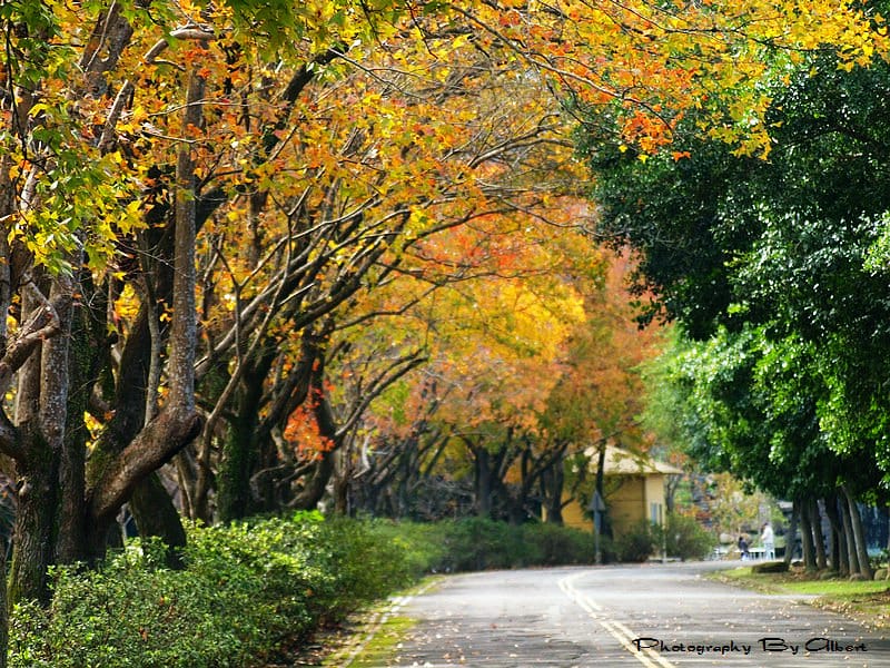 石門水庫一日遊怎麼玩?停車收費,賞楓紅梅花,搭船遊湖,即時影像 - 第10張圖 石門水庫一日遊怎麼玩?停車收費,賞楓紅梅花,搭船遊湖,即時影像