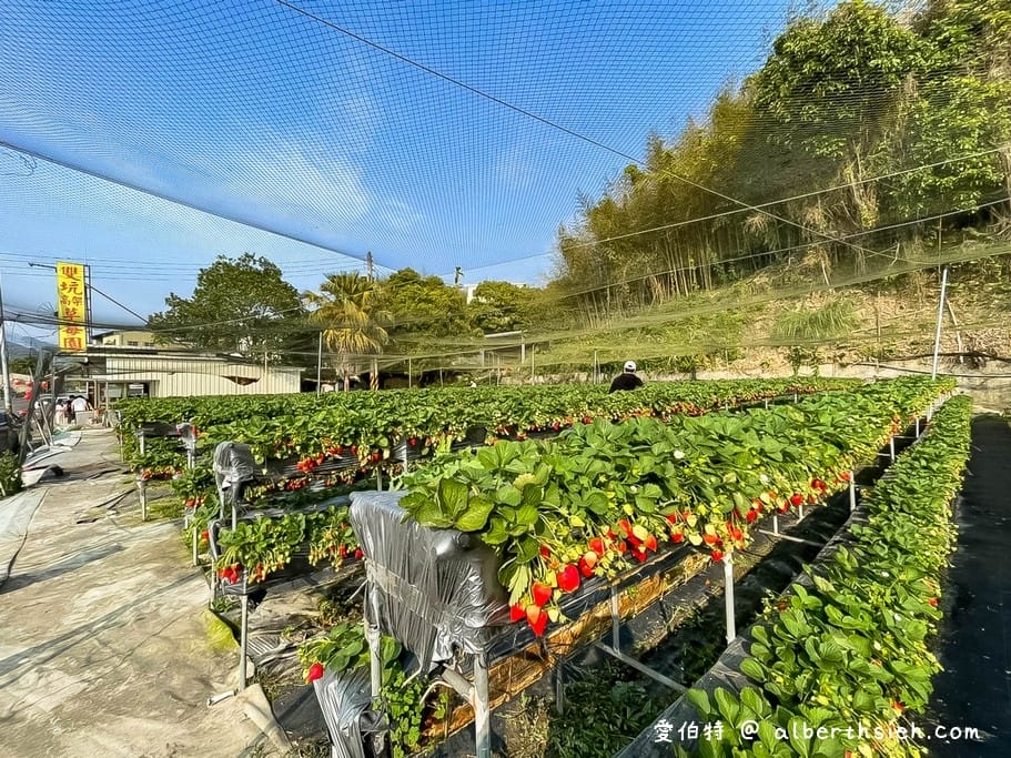 2024苗栗大湖採草莓推薦｜雙坑高架草莓園（品質好價格實在）