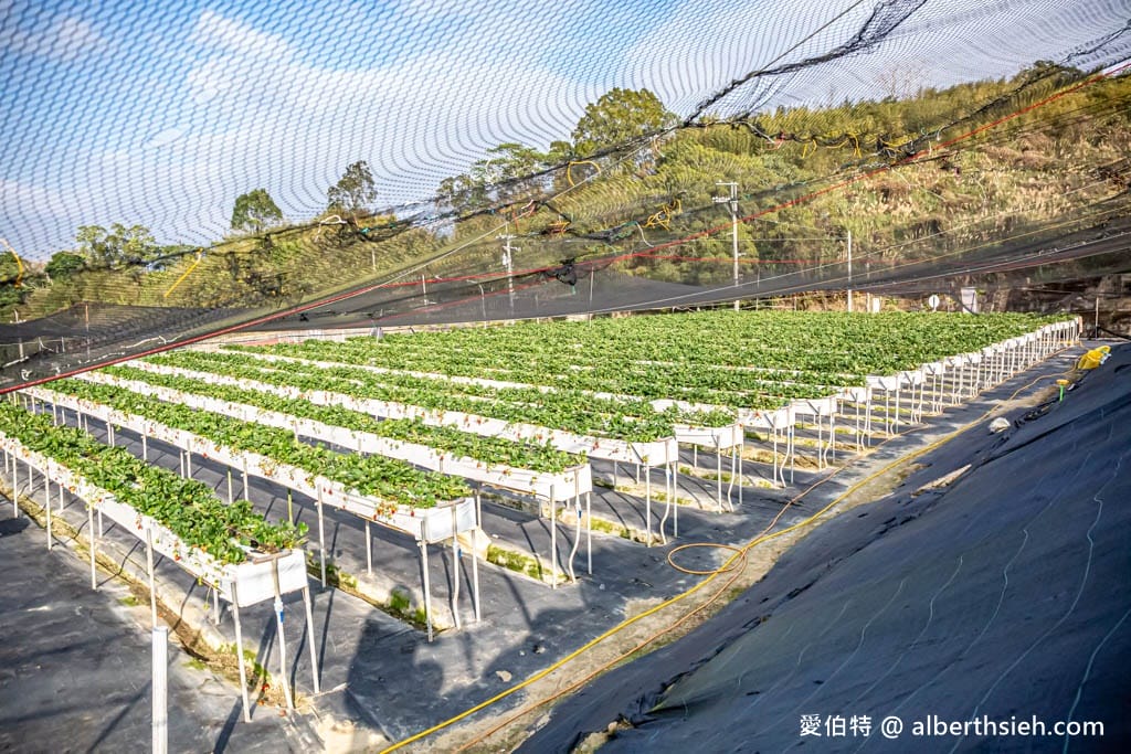 2024苗栗大湖採草莓推薦｜雙坑高架草莓園（品質好價格實在）