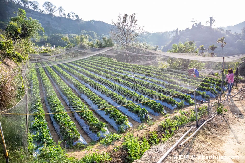 2024苗栗大湖採草莓推薦｜雙坑高架草莓園（品質好價格實在）