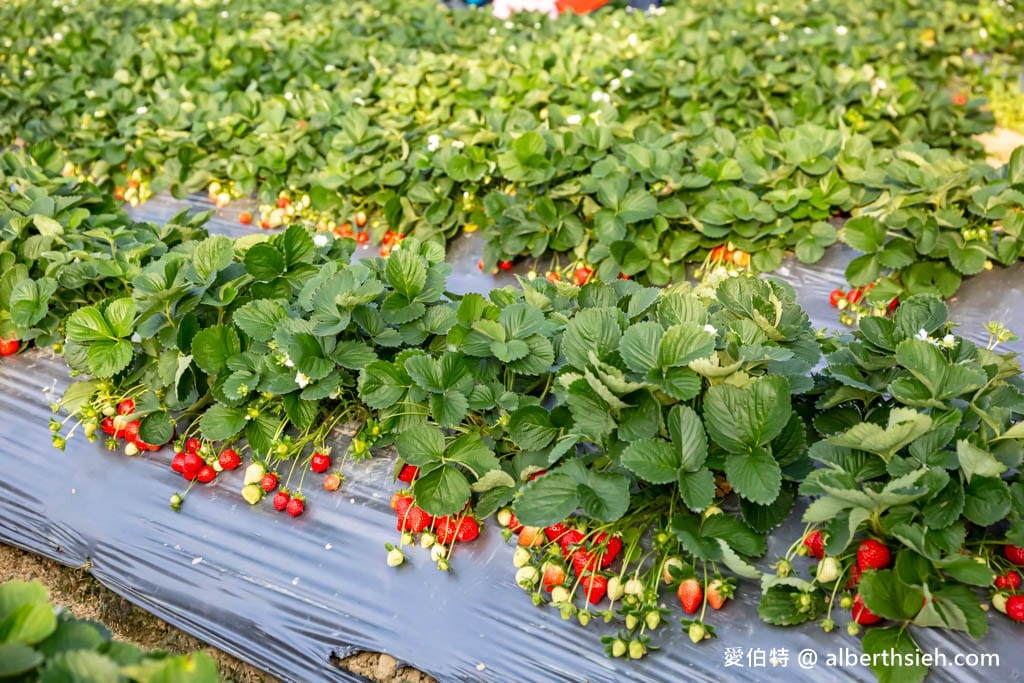 2024苗栗大湖採草莓推薦｜雙坑高架草莓園（品質好價格實在）