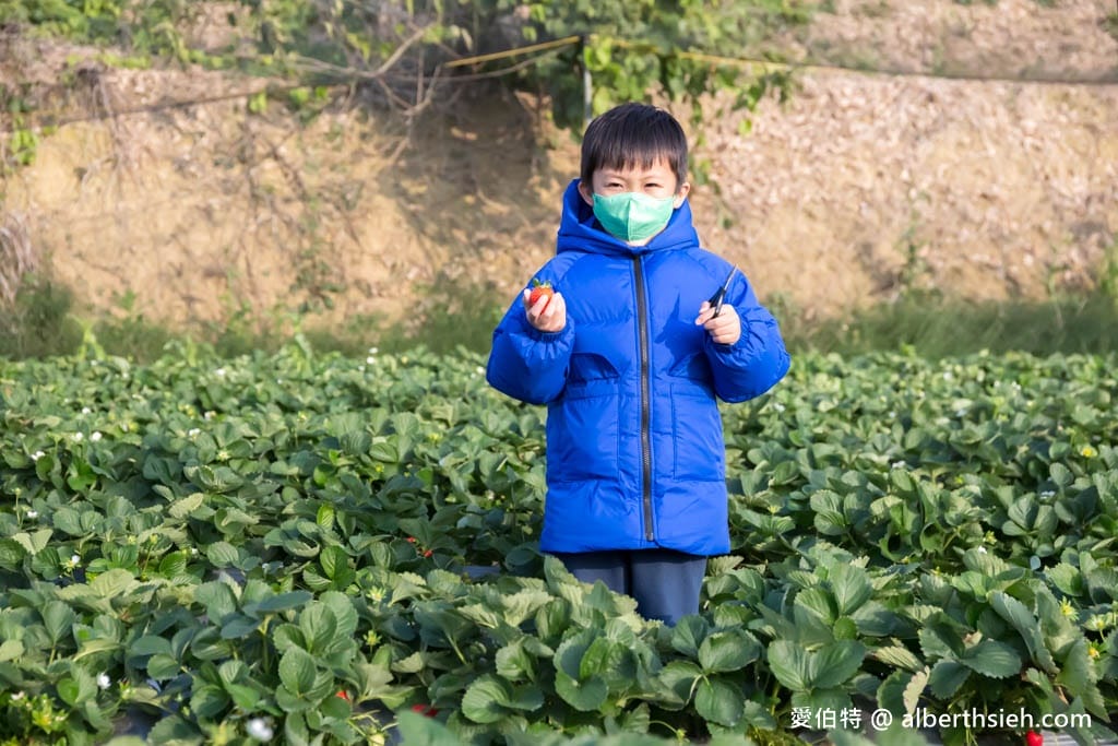 2024苗栗大湖採草莓推薦｜雙坑高架草莓園（品質好價格實在）