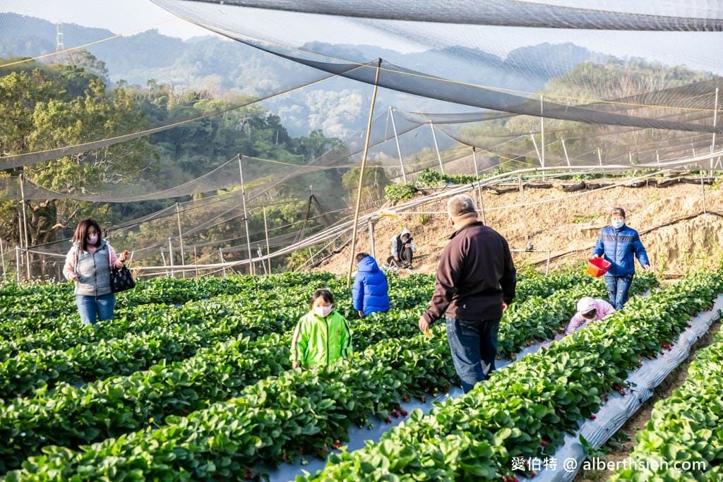 2024苗栗大湖採草莓推薦｜雙坑高架草莓園（品質好價格實在）