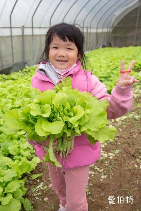 桃園中壢草莓園推薦｜J&W多肉過嶺草莓瓜果農園/中觀溫室農園