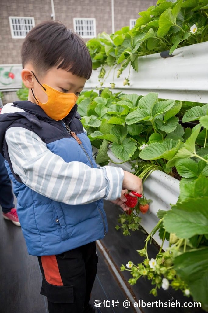苗栗大湖滿意高架牛奶蜜草莓農場（高架採鋪設防水布）