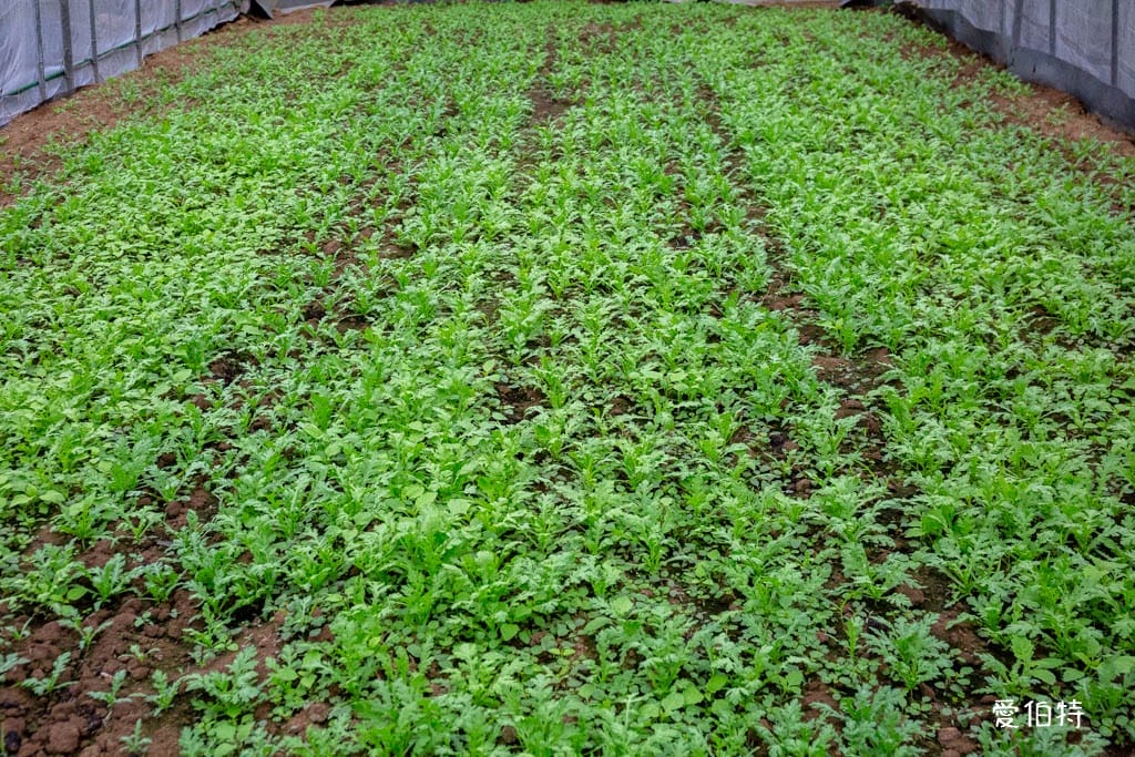 桃園中壢草莓園推薦｜J&W多肉過嶺草莓瓜果農園/中觀溫室農園