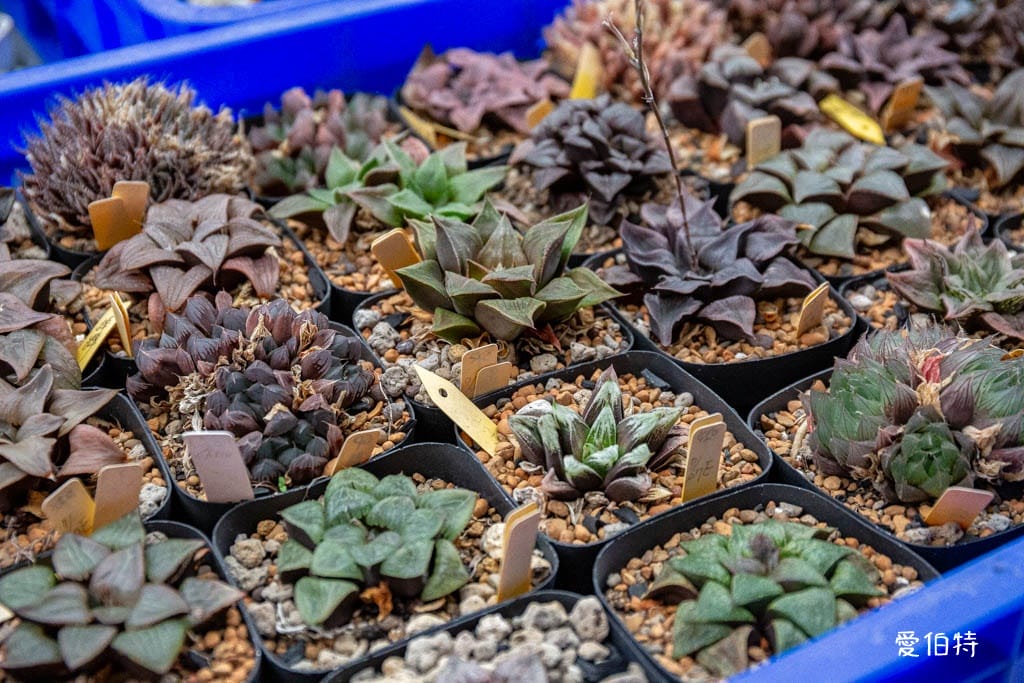 桃園中壢草莓園推薦｜J&W多肉過嶺草莓瓜果農園/中觀溫室農園