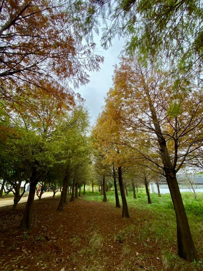 桃園採草莓親子一日遊｜草本誠食草莓X落雨松秘境，順遊漁港藻礁