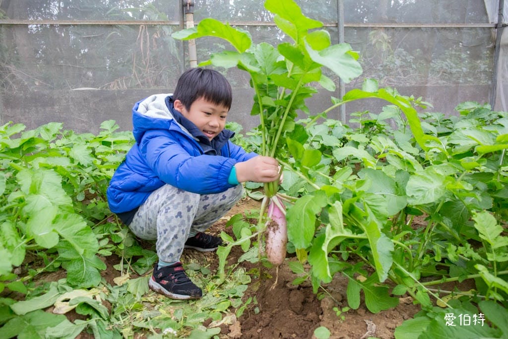 桃園中壢草莓園推薦｜J&W多肉過嶺草莓瓜果農園/中觀溫室農園