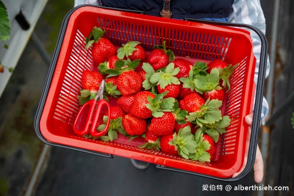 苗栗大湖滿意高架牛奶蜜草莓農場（高架採鋪設防水布）