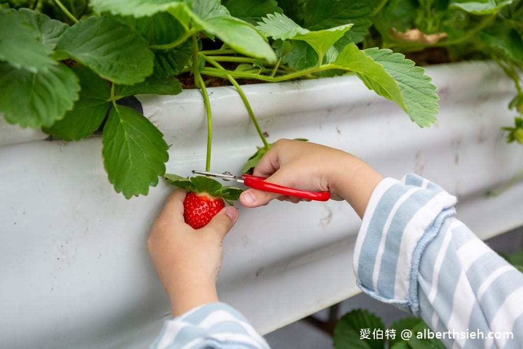 苗栗大湖滿意高架牛奶蜜草莓農場（高架採鋪設防水布）