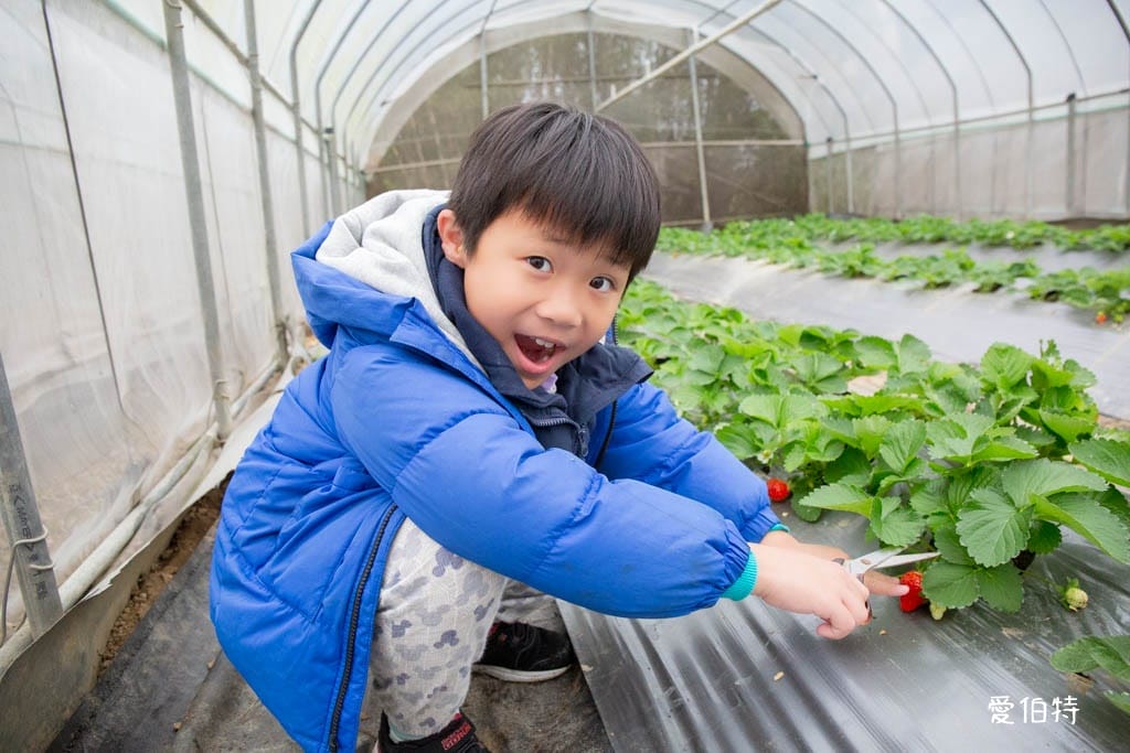 桃園中壢草莓園推薦｜J&W多肉過嶺草莓瓜果農園/中觀溫室農園