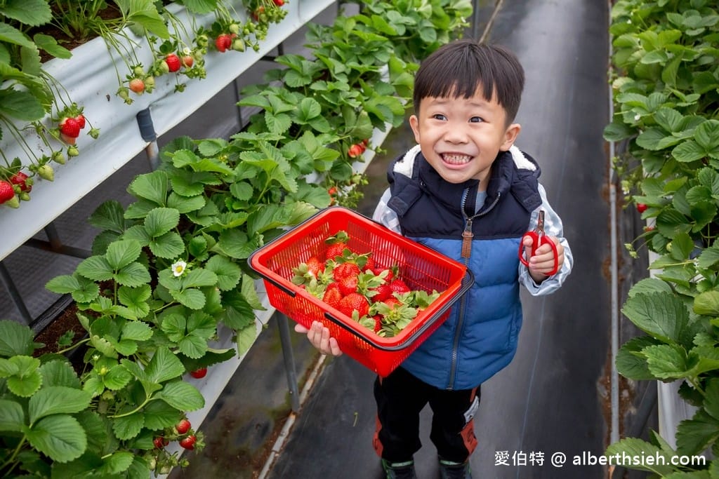 苗栗大湖滿意高架牛奶蜜草莓農場（高架採鋪設防水布）