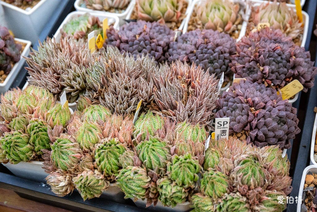 桃園中壢草莓園推薦｜J&W多肉過嶺草莓瓜果農園/中觀溫室農園