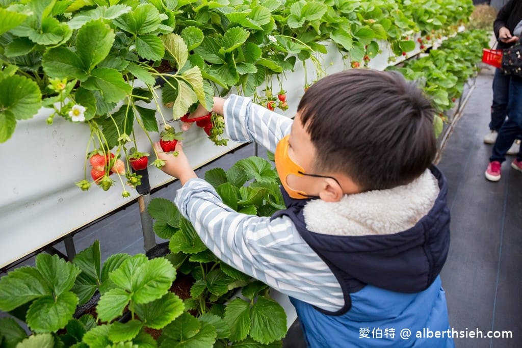 苗栗大湖滿意高架牛奶蜜草莓農場（高架採鋪設防水布）