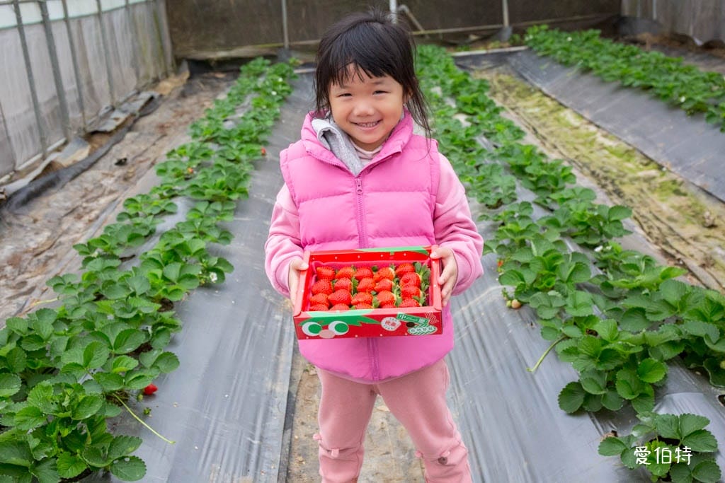 桃園中壢草莓園推薦｜J&W多肉過嶺草莓瓜果農園/中觀溫室農園