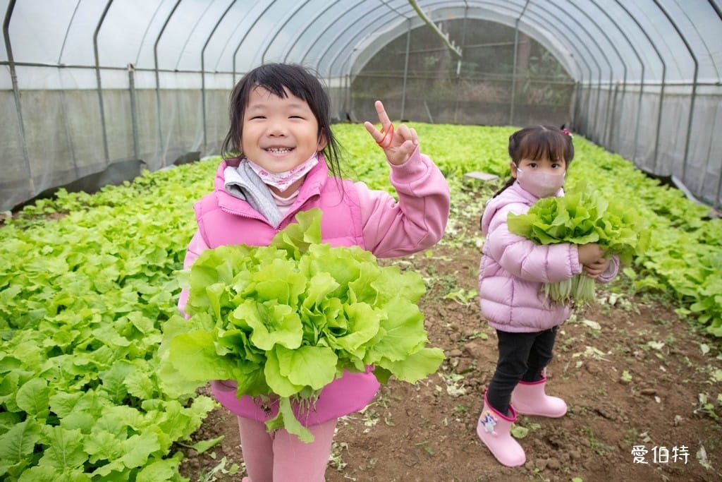 桃園中壢草莓園推薦｜J&W多肉過嶺草莓瓜果農園/中觀溫室農園