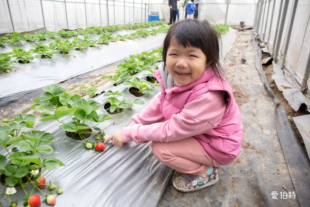 桃園中壢草莓園推薦｜J&W多肉過嶺草莓瓜果農園/中觀溫室農園
