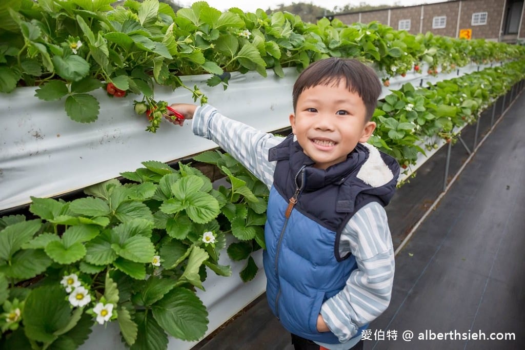 苗栗大湖滿意高架牛奶蜜草莓農場（高架採鋪設防水布）