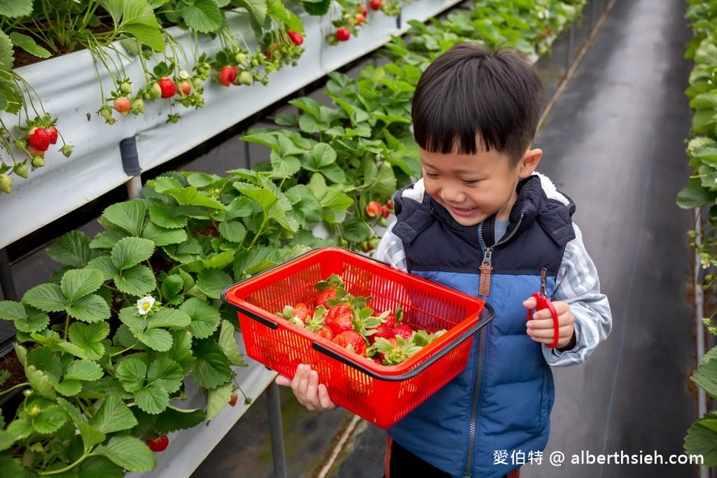 苗栗大湖滿意高架牛奶蜜草莓農場（高架採鋪設防水布）