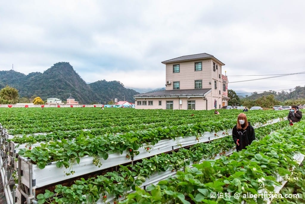 苗栗大湖滿意高架牛奶蜜草莓農場（高架採鋪設防水布）