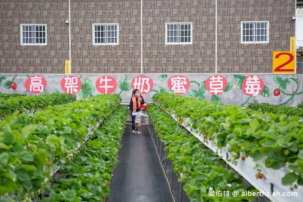 苗栗大湖滿意高架牛奶蜜草莓農場（高架採鋪設防水布）