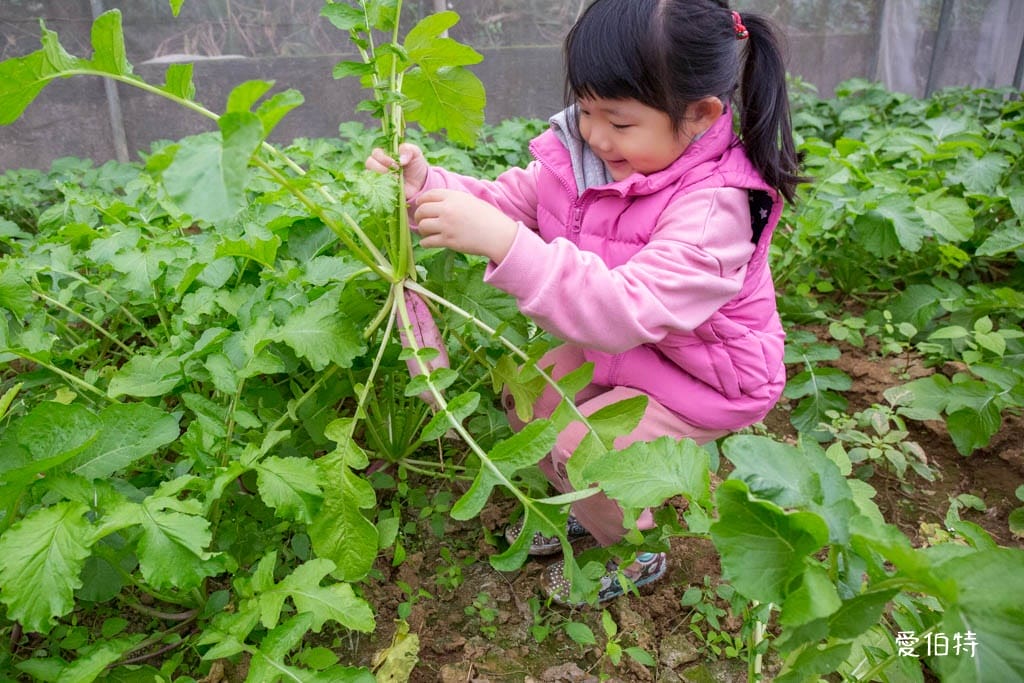 桃園中壢草莓園推薦｜J&W多肉過嶺草莓瓜果農園/中觀溫室農園