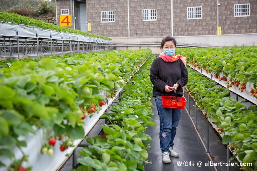 苗栗大湖滿意高架牛奶蜜草莓農場（高架採鋪設防水布）
