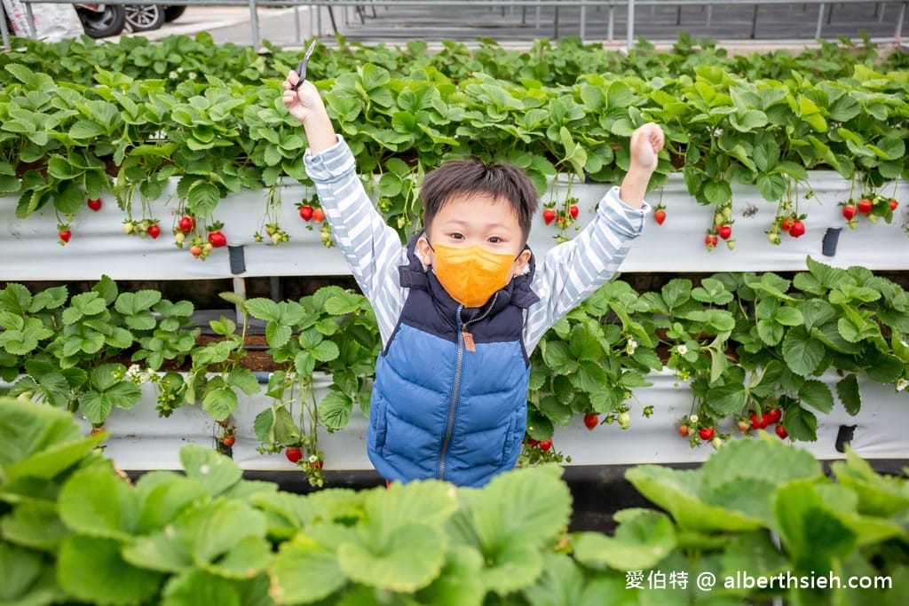 苗栗大湖滿意高架牛奶蜜草莓農場（高架採鋪設防水布）