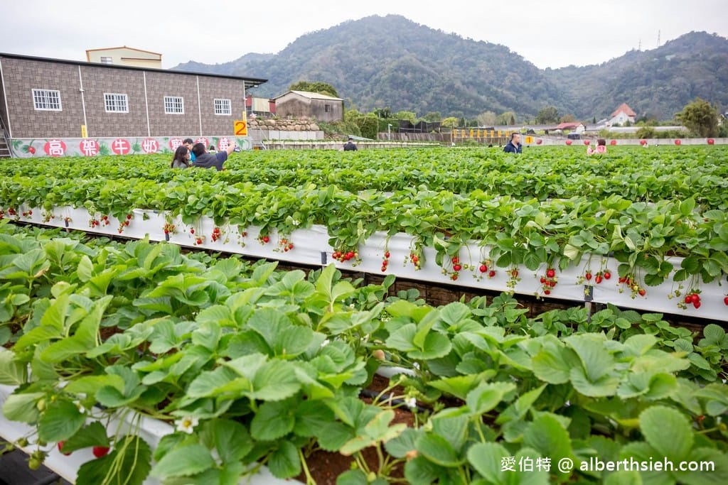 苗栗大湖滿意高架牛奶蜜草莓農場（高架採鋪設防水布）