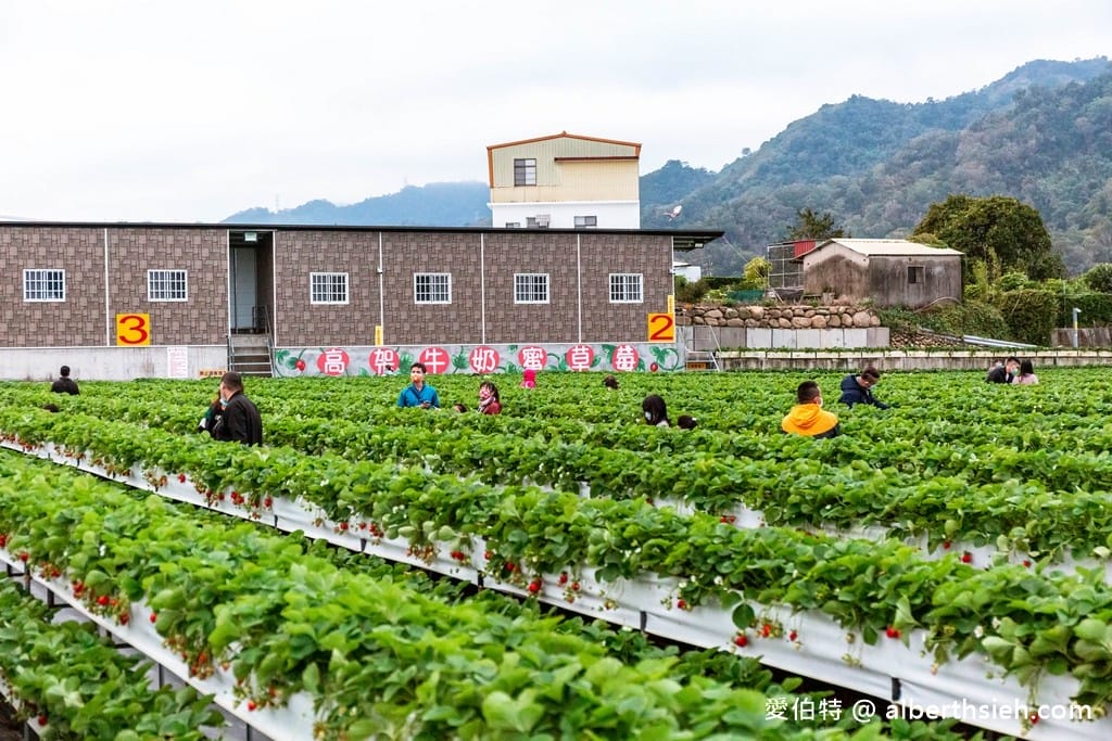 苗栗大湖滿意高架牛奶蜜草莓農場（高架採鋪設防水布）