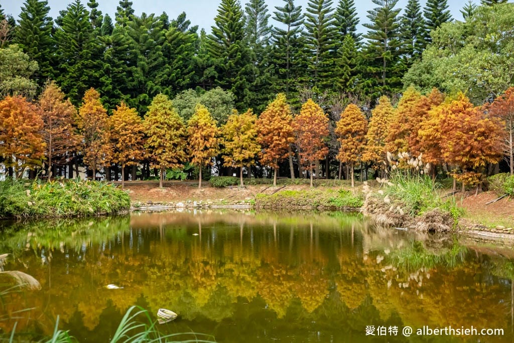 桃園中壢過嶺森林公園(落羽松、楓樹、山櫻花,充滿綠意平坦好走!) - 第27張圖 桃園中壢過嶺森林公園(落羽松、楓樹、山櫻花,充滿綠意平坦好走!)