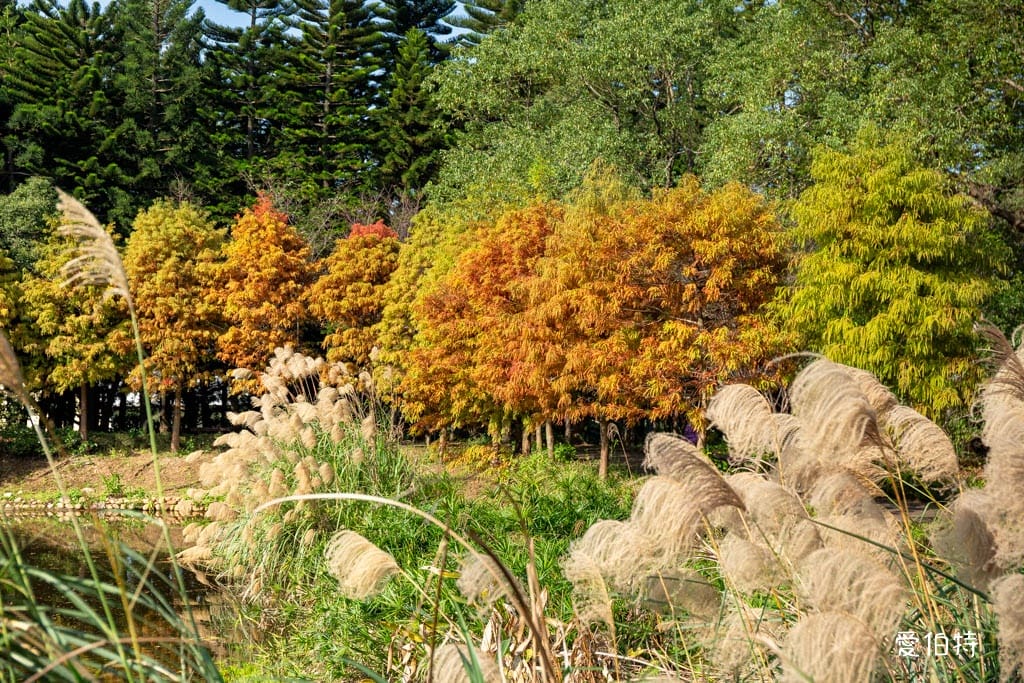 桃園中壢過嶺森林公園(落羽松、楓樹、山櫻花,充滿綠意平坦好走!) - 第15張圖 桃園中壢過嶺森林公園(落羽松、楓樹、山櫻花,充滿綠意平坦好走!)