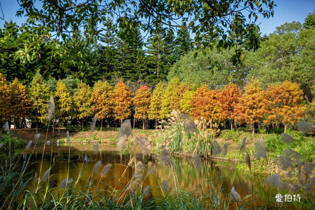桃園中壢過嶺森林公園(落羽松、楓樹、山櫻花,充滿綠意平坦好走!) - 第1張圖 桃園中壢過嶺森林公園(落羽松、楓樹、山櫻花,充滿綠意平坦好走!)