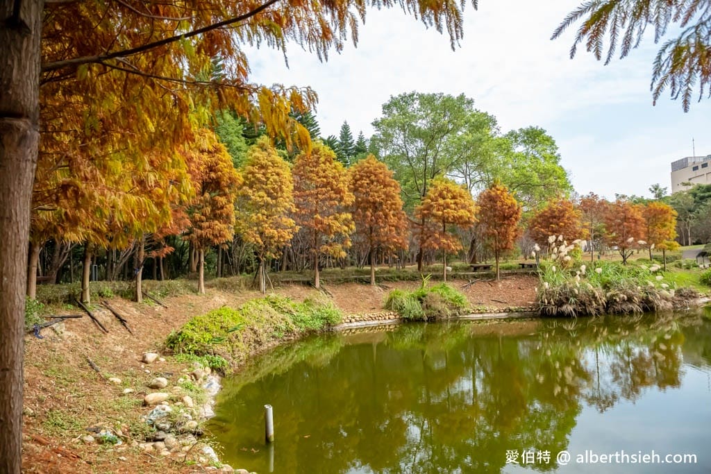 桃園中壢過嶺森林公園(落羽松、楓樹、山櫻花,充滿綠意平坦好走!) - 第29張圖 桃園中壢過嶺森林公園(落羽松、楓樹、山櫻花,充滿綠意平坦好走!)