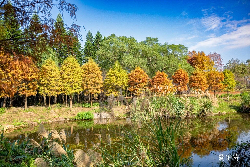 桃園中壢過嶺森林公園(落羽松、楓樹、山櫻花,充滿綠意平坦好走!) - 第14張圖 桃園中壢過嶺森林公園(落羽松、楓樹、山櫻花,充滿綠意平坦好走!)