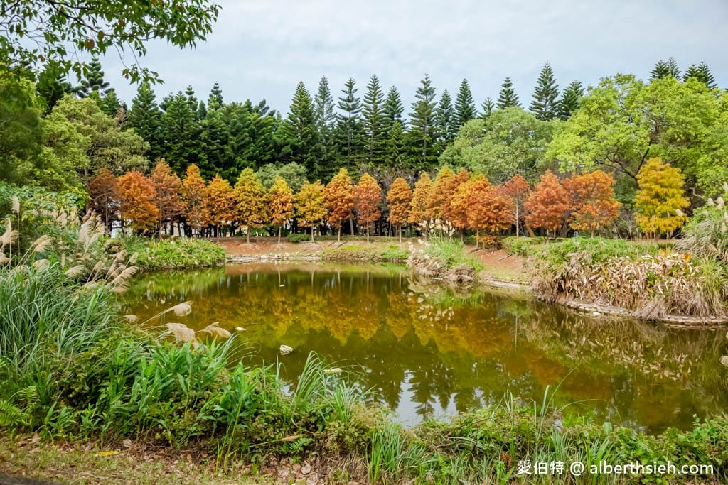桃園中壢過嶺森林公園(落羽松、楓樹、山櫻花,充滿綠意平坦好走!) - 第26張圖 桃園中壢過嶺森林公園(落羽松、楓樹、山櫻花,充滿綠意平坦好走!)