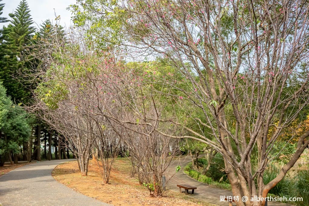 桃園中壢過嶺森林公園(落羽松、楓樹、山櫻花,充滿綠意平坦好走!) - 第30張圖 桃園中壢過嶺森林公園(落羽松、楓樹、山櫻花,充滿綠意平坦好走!)