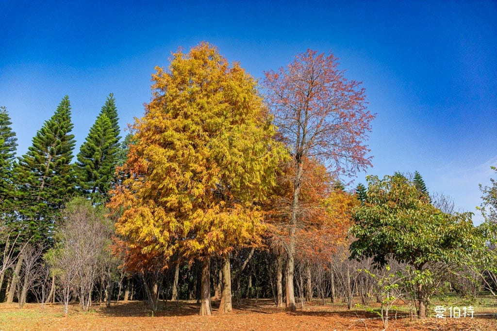 桃園中壢過嶺森林公園(落羽松、楓樹、山櫻花,充滿綠意平坦好走!) - 第21張圖 桃園中壢過嶺森林公園(落羽松、楓樹、山櫻花,充滿綠意平坦好走!)